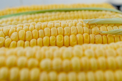 9 curiosidades sobre o milho, um dos grãos mais consumidos no mundo